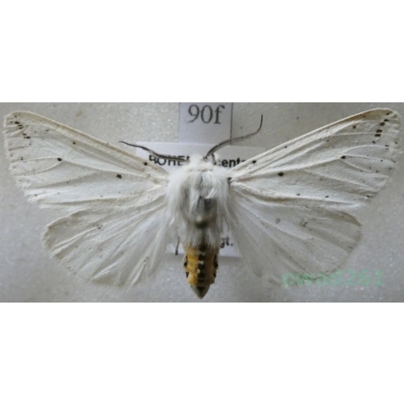 Spilosoma lubricipeda (Linnaeus, 1758) Szewnica miętówka Czech90f